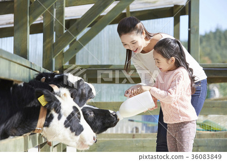 Mother, daughter, experience, cow 36083849