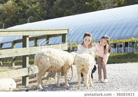 母親，女兒，經驗，羊 36083915