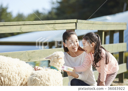 母親,女兒,經驗,羊 母親,女兒,經驗,羊 36083922