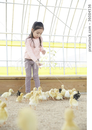 Children, girl, experience, baby duck, duck 36084536