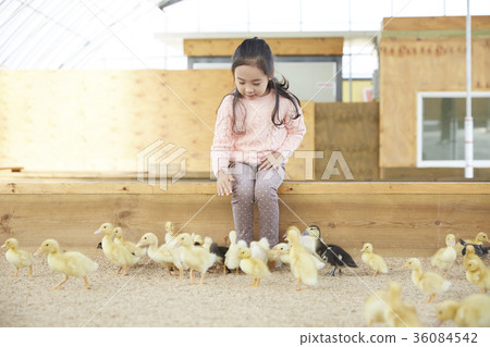 Children, girl, experience, baby duck, duck Children, girl, experience, baby duck, duck 36084542