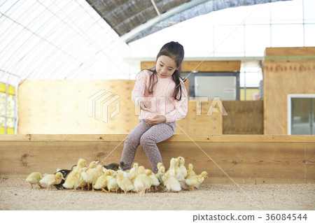 Children, girl, experience, baby duck, duck Children, girl, experience, baby duck, duck 36084544
