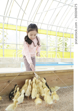 Children, girl, experience, baby duck, duck Children, girl, experience, baby duck, duck 36084675