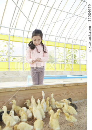 Children, girl, experience, baby duck, duck Children, girl, experience, baby duck, duck 36084679