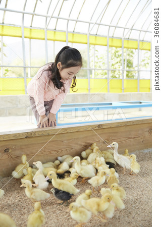 Children, girl, experience, baby duck, duck 36084681