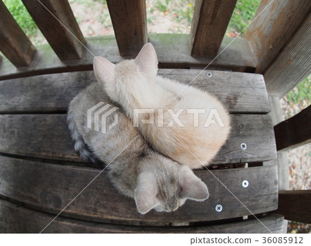 睡覺的小貓睡覺 36085912