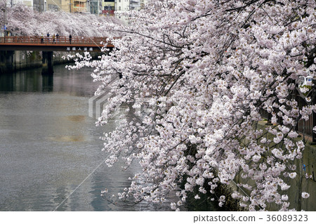 Ooka River, Yokohama City, cherry blossoms near Hinoide Town 36089323