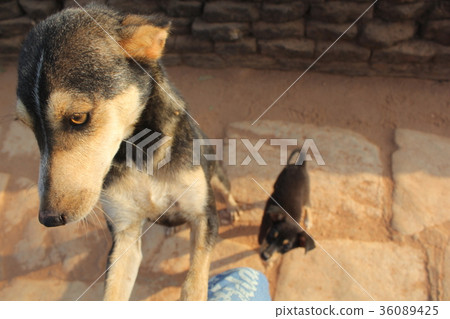 My Life As A Dog 36089425