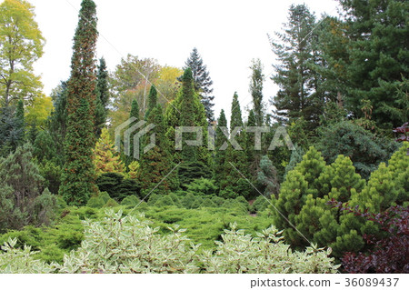 Woods Woods 36089437