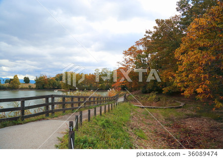 Autumn park Autumn park 36089474