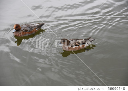 Hydrigamo Hydrigamo 36090348