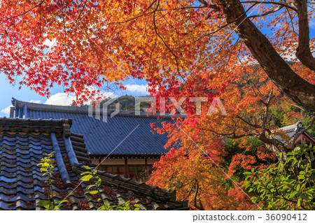 天龍寺秋葉 36090412