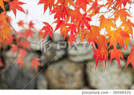 天龍寺秋葉 天龍寺秋葉 36090420