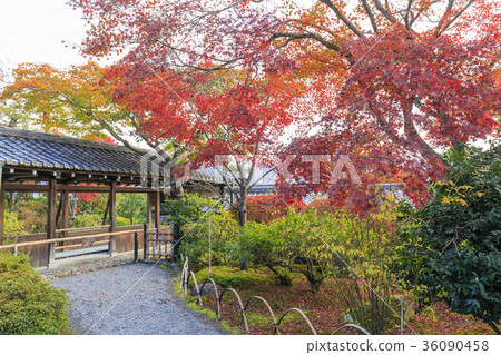 Tenryu Temple Autumn leaves Tenryu Temple Autumn leaves 36090458
