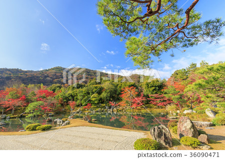 天龍寺秋葉 36090471