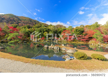 Tenryu Temple Autumn leaves 36090472