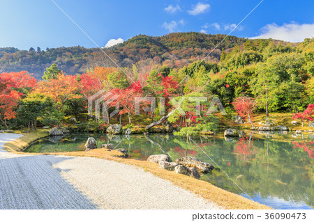 Tenryu Temple Autumn leaves Tenryu Temple Autumn leaves 36090473