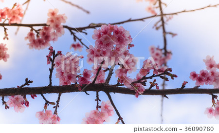 Pink Wild Himalayan Cherry flower. Background. Pink Wild Himalayan Cherry flower. Background. 36090780