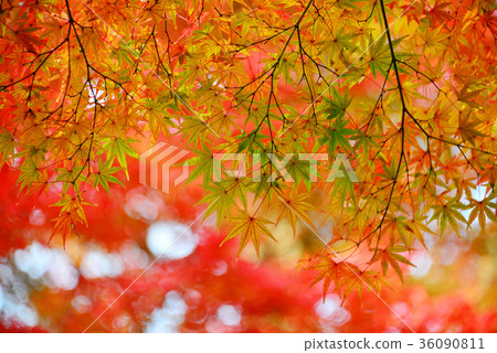 Autumn leaves Autumn leaves 36090811