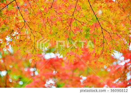 Autumn leaves Autumn leaves 36090812