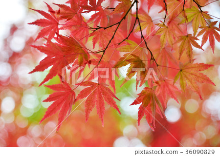 Autumn leaves Autumn leaves 36090829