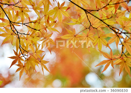 Autumn leaves Autumn leaves 36090830