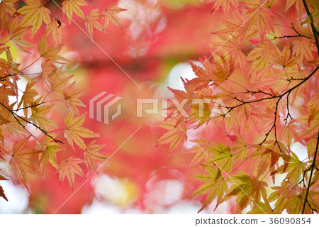 Autumn leaves Autumn leaves 36090854