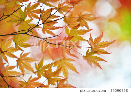 Autumn leaves Autumn leaves 36090858