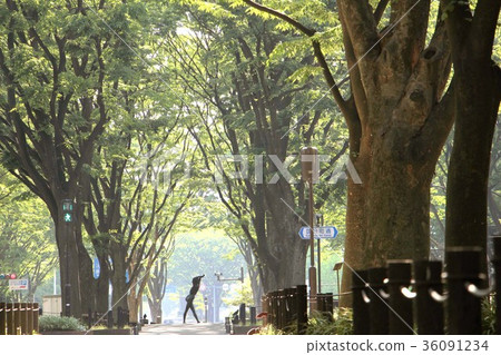 仙台市上善寺通的一排櫸樹 仙台市上善寺通的一排櫸樹 36091234
