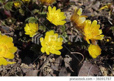 Fukuge Fukuge 36091787