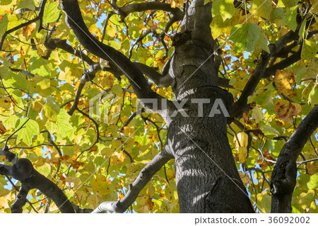 Autumn Foliage tree in Tokyo, Japan Autumn Foliage tree in Tokyo, Japan 36092002