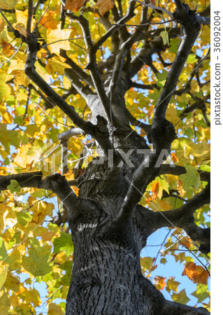 Autumn Foliage tree in Tokyo, Japan with blue sky Autumn Foliage tree in Tokyo, Japan with blue sky 36092004