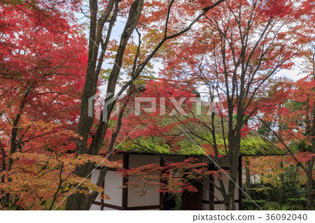 Autumn leaves of Jogakkoji Temple Autumn leaves of Jogakkoji Temple 36092040