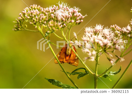 Jersey tiger on a flower Jersey tiger on a flower 36092115