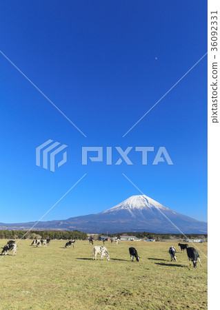 Asagiri plateau _ dairy cow and Mt. Fuji Asagiri plateau _ dairy cow and Mt. Fuji 36092331