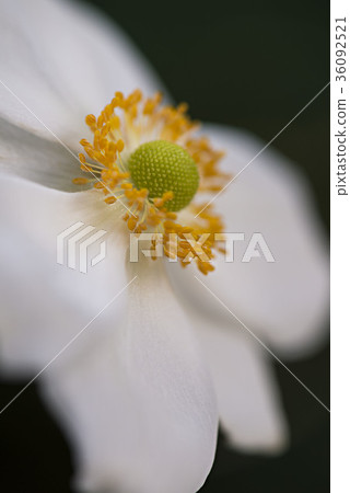 秋季菊花的白色花瓣 36092521