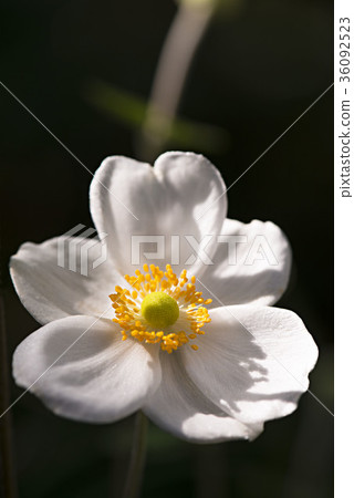 秋季菊花的白色花瓣 36092523