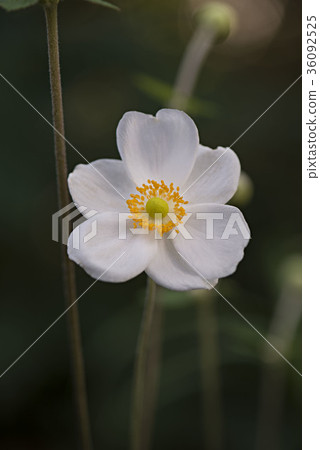 秋季菊花的白色花瓣 36092525