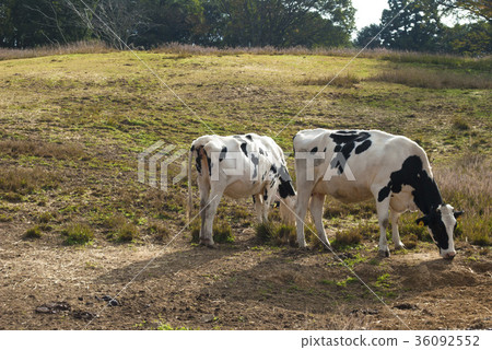 Kurosawa ranch Kurosawa ranch 36092552