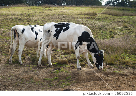 Kurosawa ranch Kurosawa ranch 36092555