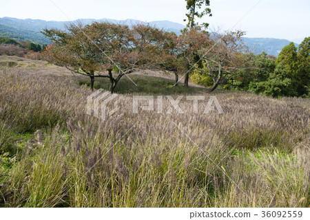 黑澤明牧場 36092559