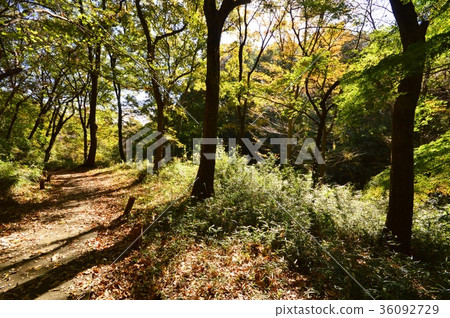 Hachioji City in the autumn of Tokyo Hirayama Castle Park 36092729