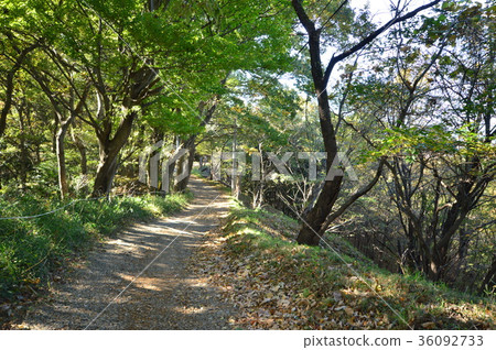 八王子市在東京平山城公園的秋天 八王子市在東京平山城公園的秋天 36092733