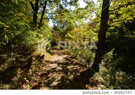 八王子市在東京平山城公園的秋天 八王子市在東京平山城公園的秋天 36092745