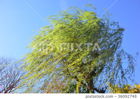Hachioji City in the autumn of Tokyo Hirayama Castle Park Hachioji City in the autumn of Tokyo Hirayama Castle Park 36092748