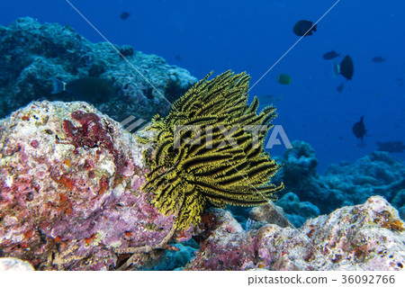 crinoid underwater while diving 36092766
