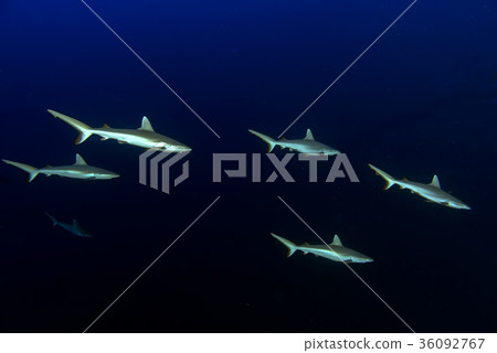 young newborn Grey shark ready to attack  36092767