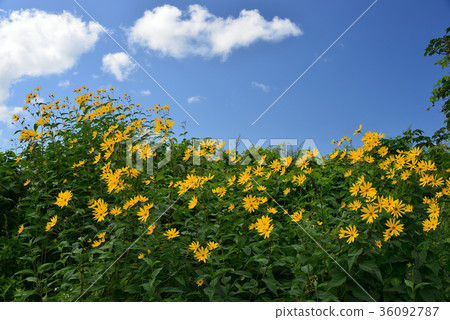 在北海道的Esashi-cho拍攝菊花的黃色花朵映襯在藍天的風景 在北海道的Esashi-cho拍攝菊花的黃色花朵映襯在藍天的風景 36092787