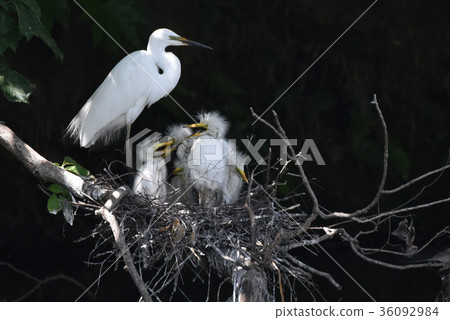 偉大的白鷺家庭 36092984