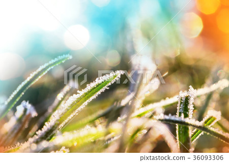 Frozen grass 36093306